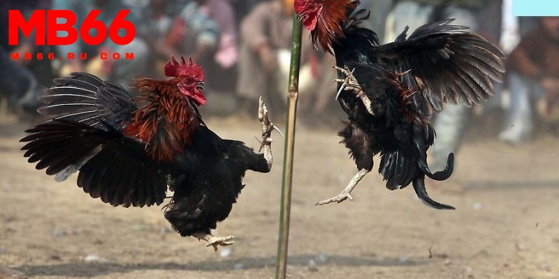 Ưu tiên xem ngày đá gà theo ngũ hành tương sinh tương khắc